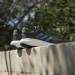 adidas Supernova 3 Erkek Siyah Koşu Ayakkabısı (IE4362)